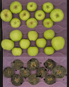 Cover photo for 2025 Apple Maturity Pilot Program [07.24.2025]