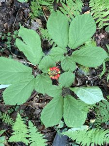 Three prong ginseng plant with red berries in the center