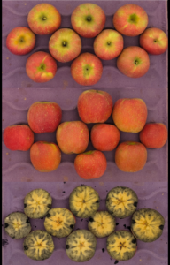 Cover photo for 2025 Apple Pilot Maturity Program [9.23.25]